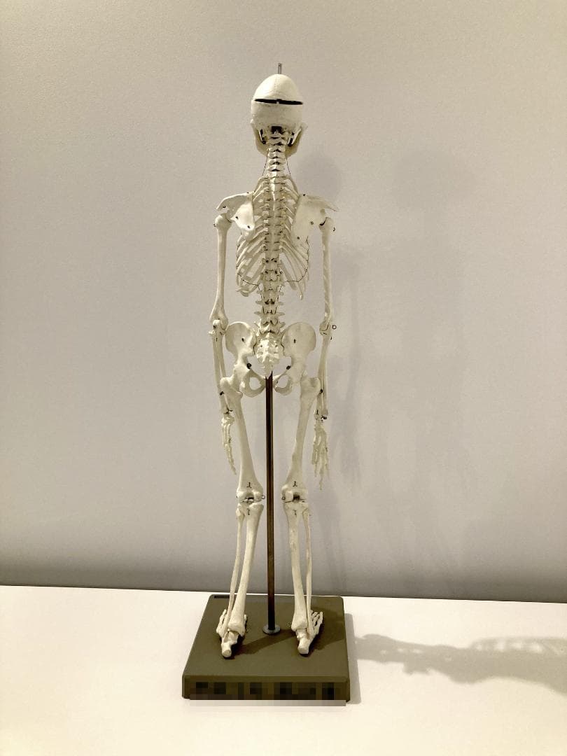 ドイツ rudiger anatomie リュディガー アナトミー社製 骨格模型