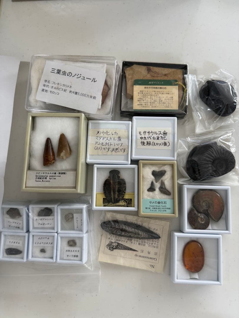 化石、隕石セット 55481 化石発掘キット トリケラトプス 1個 アーテック[学校教材・教育