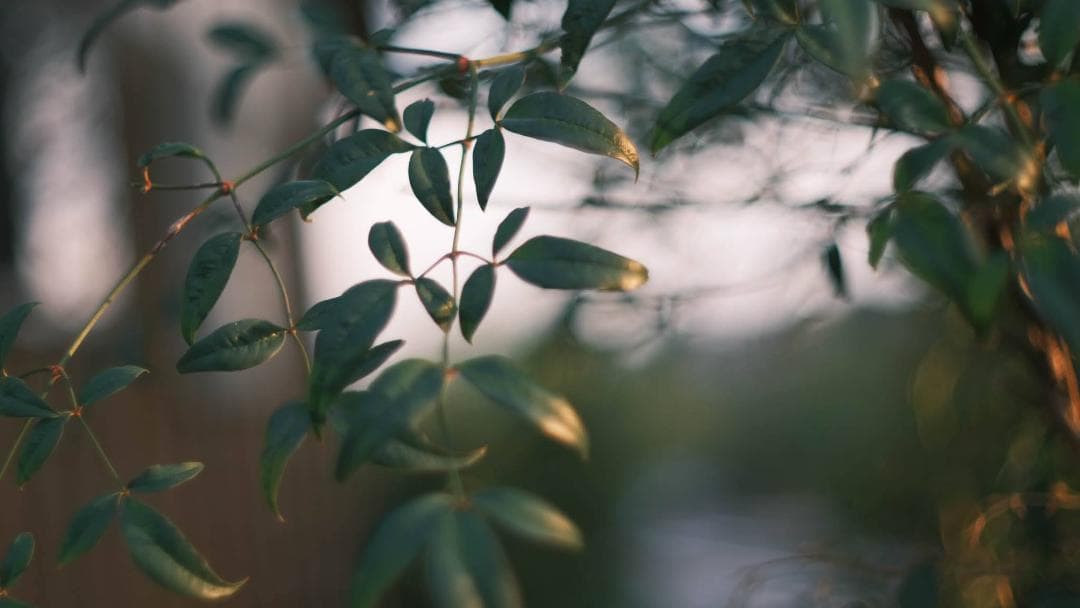 中古・良品】小西六 HEXANON 52mm f1.4 LMマウント - メルカリ