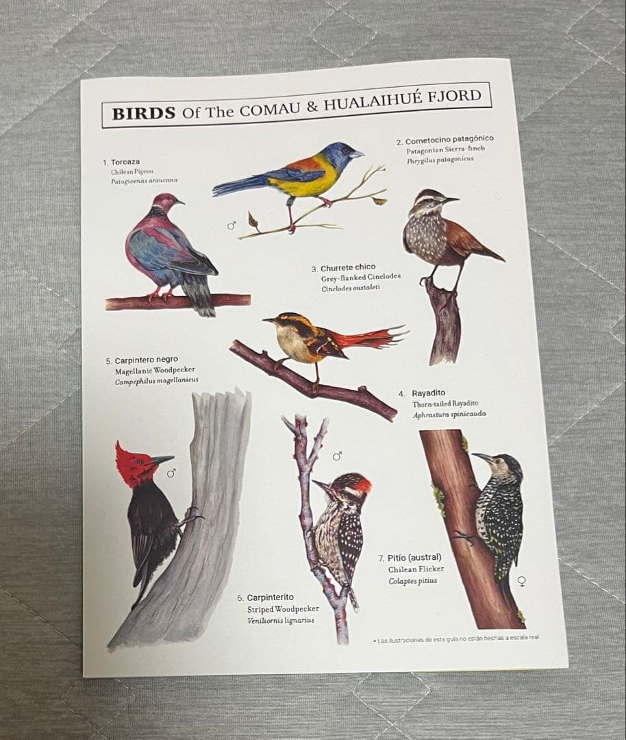 大阪関西万博　チリ　ノベルティセット　トートバッグ　ナップサック　ノート　ペン等