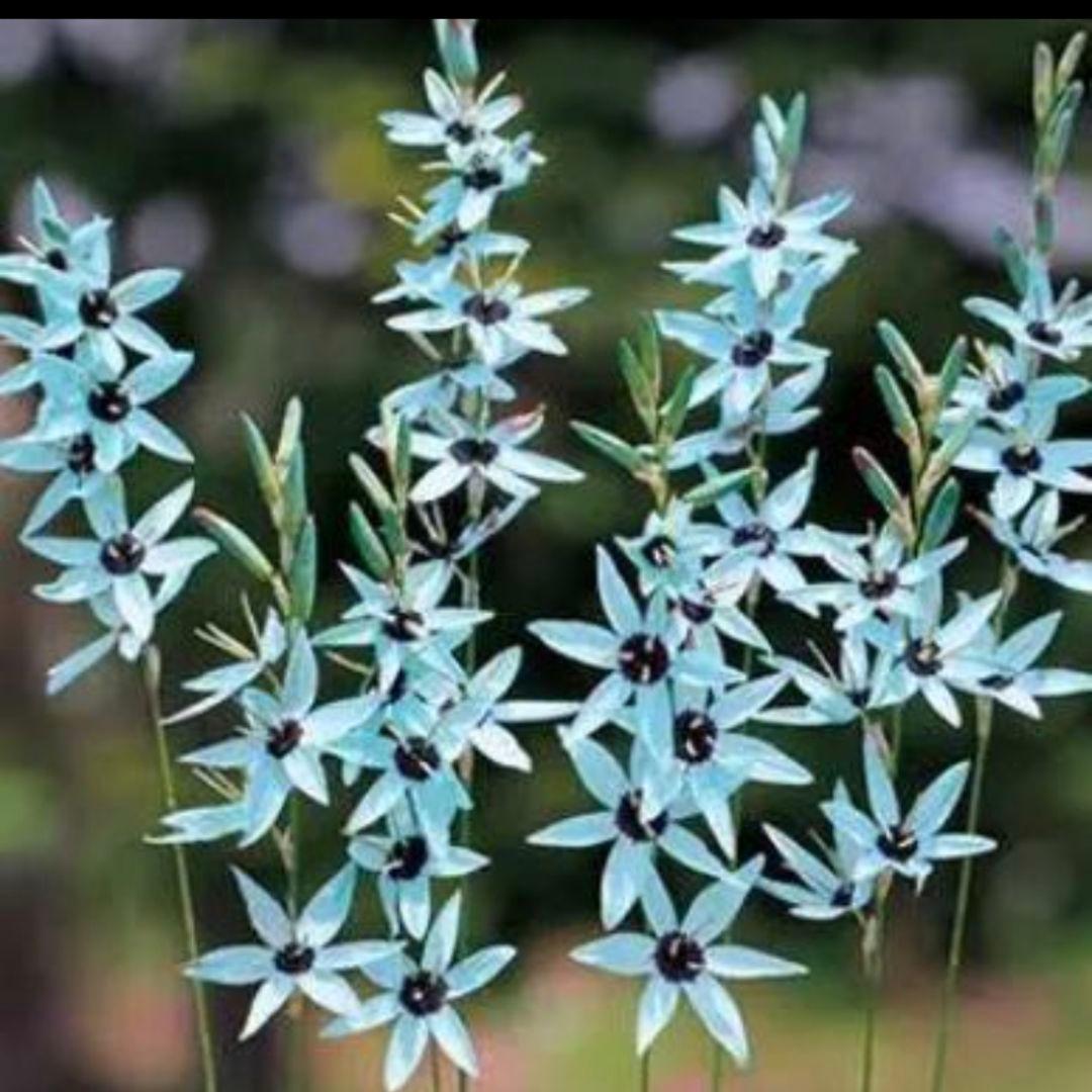 Funaki♡植物第4種郵便週末発予定様 リクエスト 4点 まとめ商品