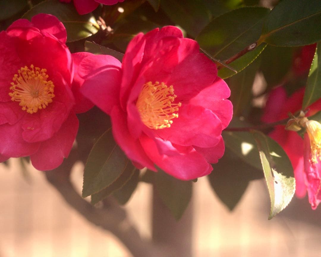 Hexar 75mm F4.5 コニカの優秀中判カメラ 銘レンズ❗️の改造レンズ