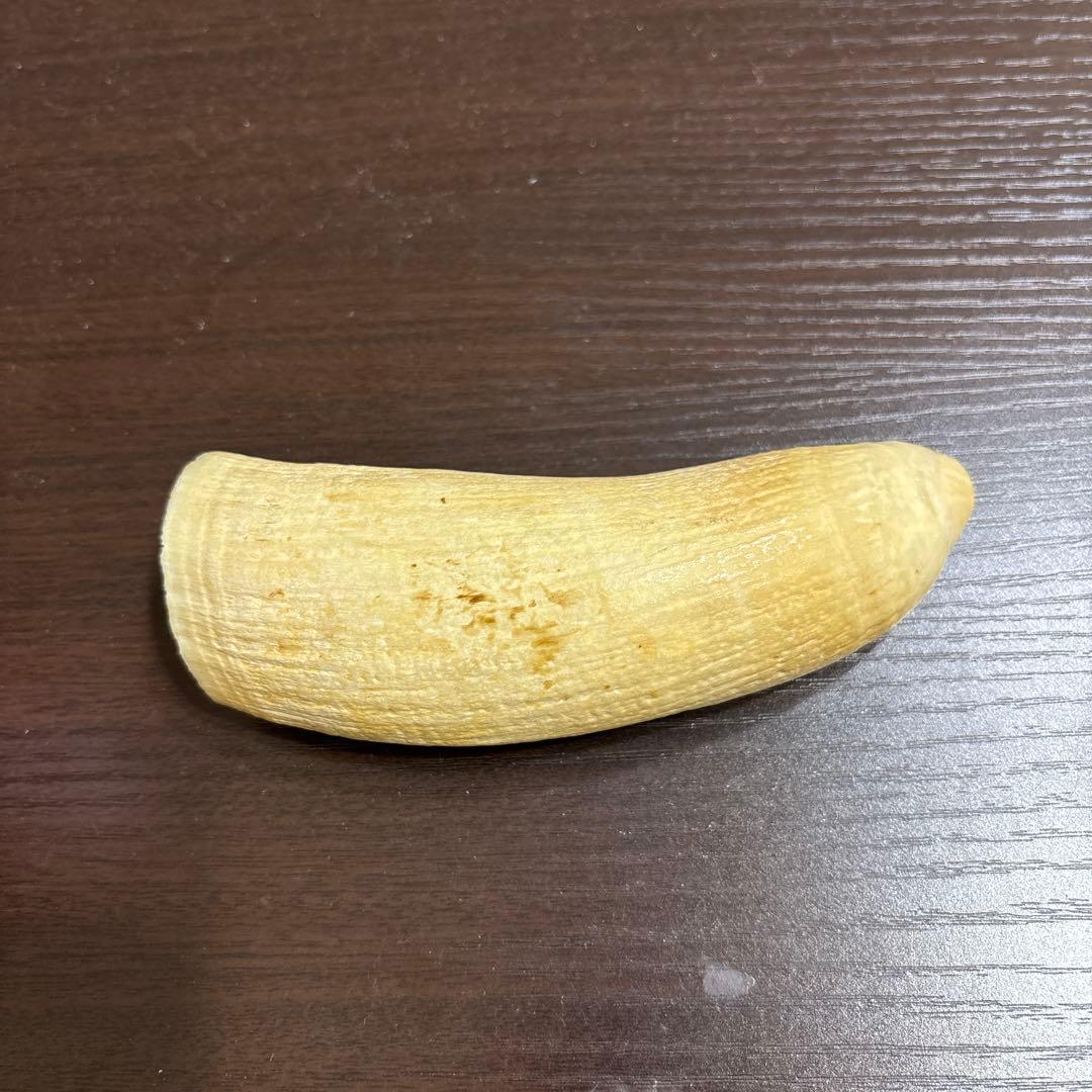 カバ牙 maxresdefault.jpg