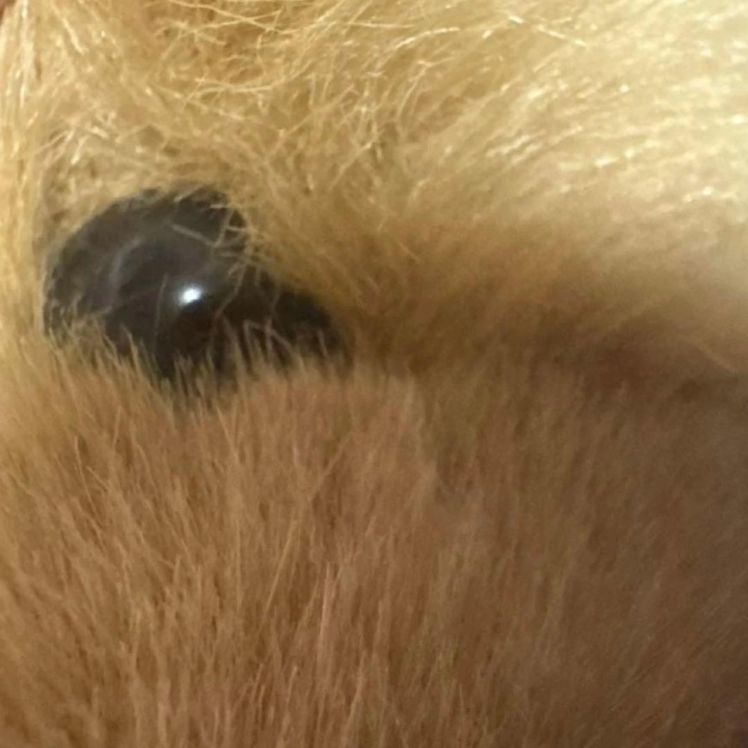 昭和レトロ　SHHNADA 犬　ぬいぐるみ　ゴールデンレトリバー？