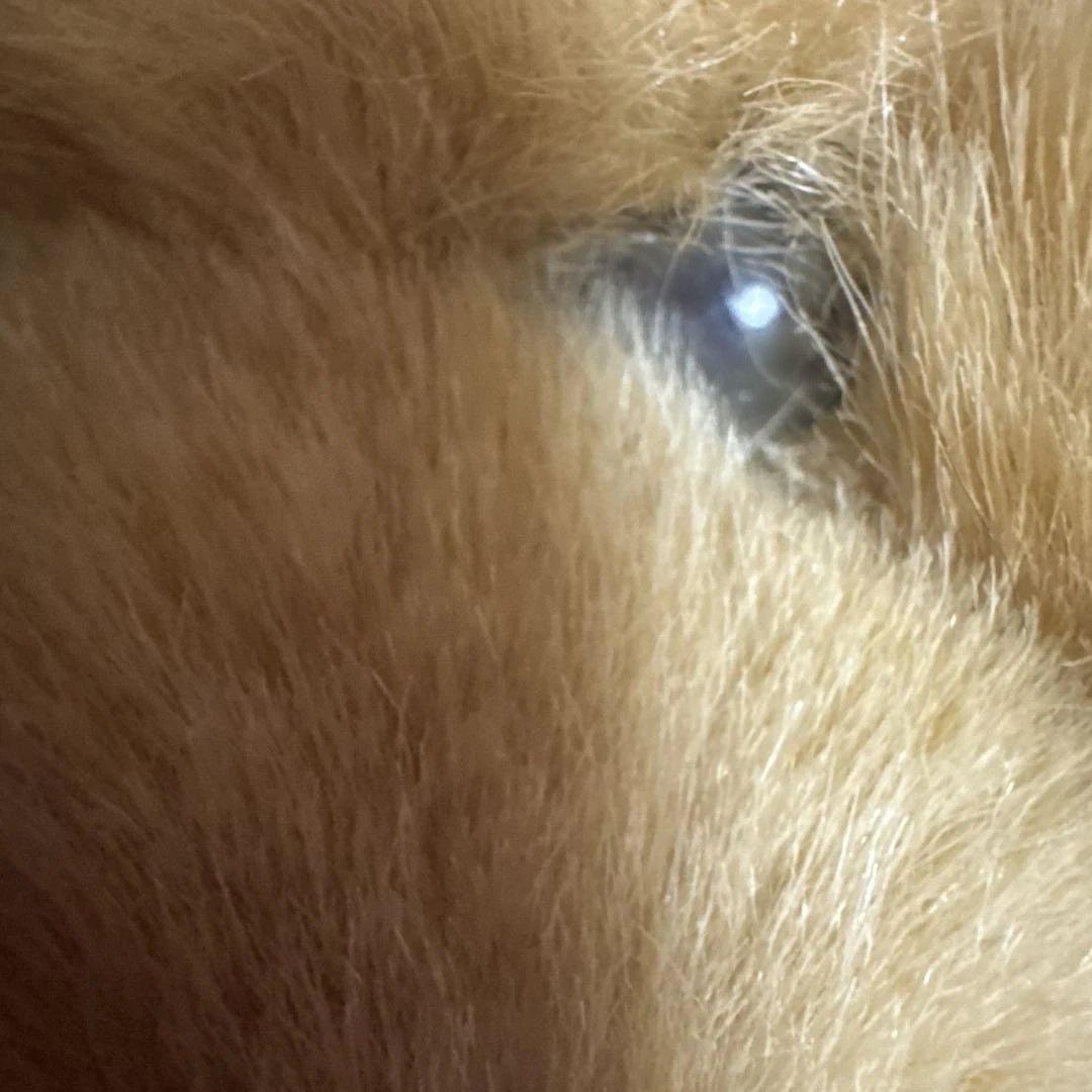 昭和レトロ　SHHNADA 犬　ぬいぐるみ　ゴールデンレトリバー？