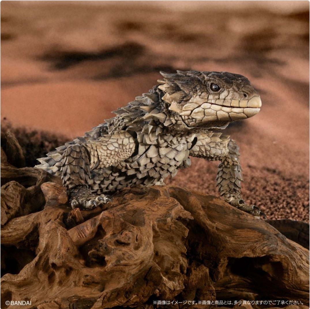 オオヨロイトカゲ いきもの大図鑑ultimate