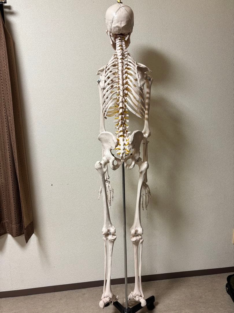 等身大骨格模型170cm キャスタースタンド付き