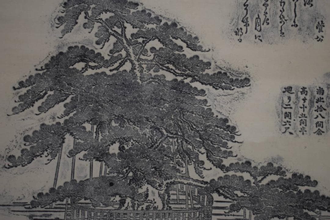 真作/藩州加古郡/浜之宮天満宮神木鹿児之浜松 /布袋屋掛軸HG-165