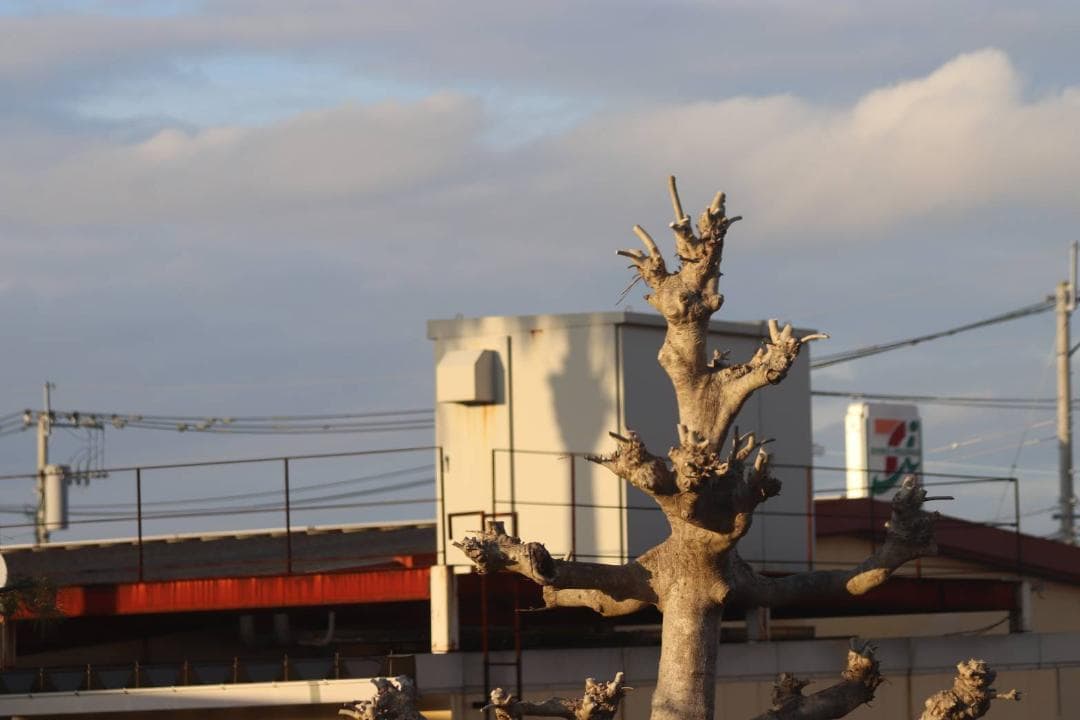 Canon EF 100-300mm F4.5-5.6 USM ✨ 超望遠レンズ