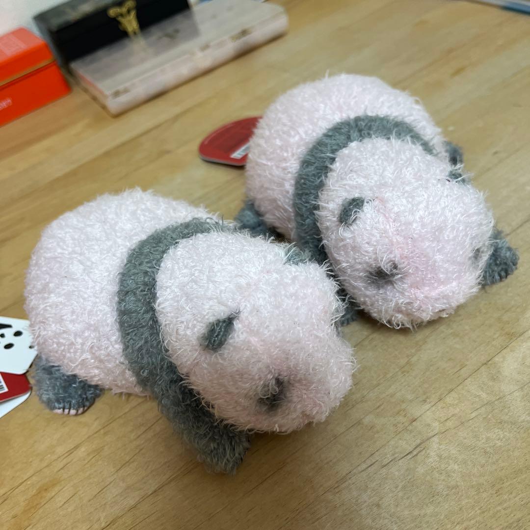 ほんとの大きさパンダの仔 暁暁(シャオシャオ) 蕾蕾（レイレイ