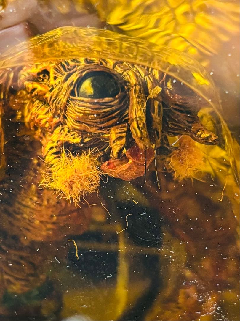 マクファーレントイズ　ムービーマニアックス　ザ・フライTHE FLY フィギュア