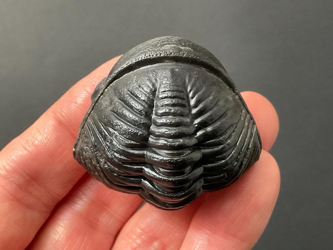 ペディノパリオプス 化石 [PH100] 三葉虫 ファコプス