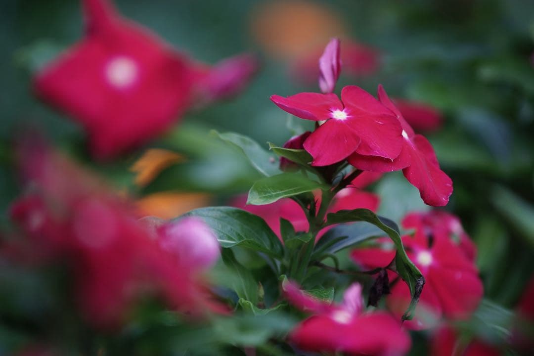 作例付き　Nikon AF 75-300mm F4.5-5.6 管mpr