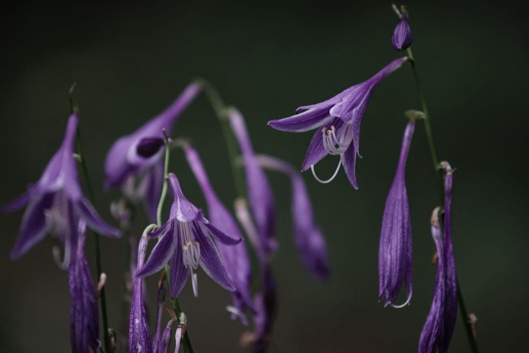 作例付き　Nikon AF 75-300mm F4.5-5.6 管mpr