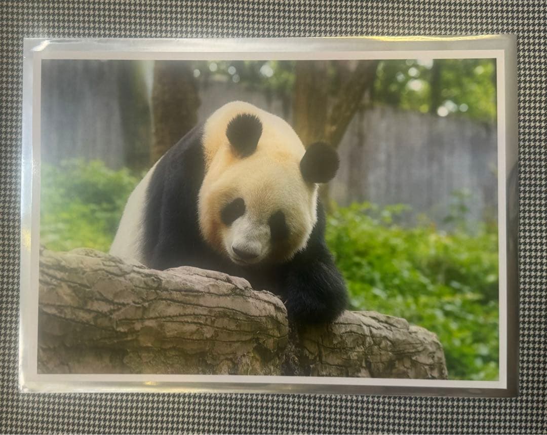 上野 パンダ 春節祭 ブラインドピンナップポスター リーリー シンシン