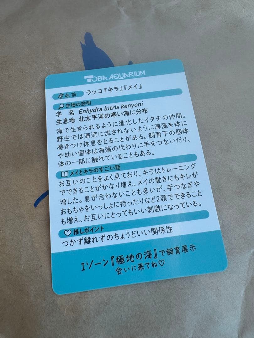 最終値下げ！鳥羽水族館 コレクションカード 70周年記念ラッコ キラ