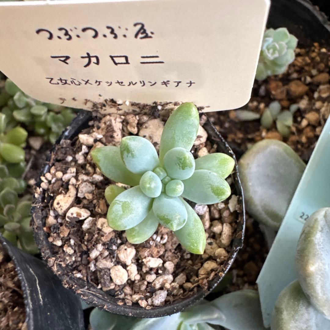 ミキ様 リクエスト 6点 まとめ商品 - メルカリ