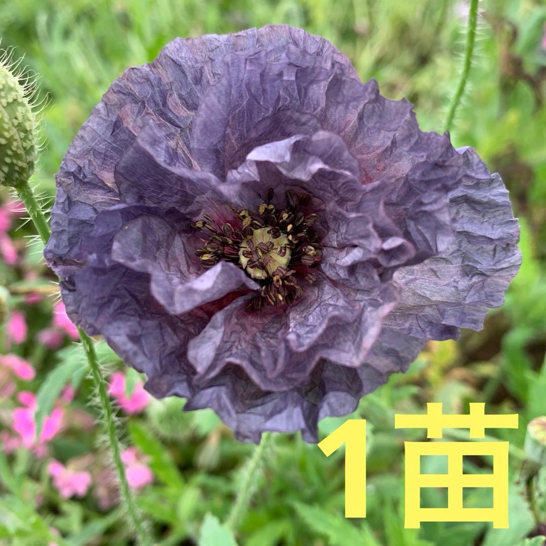 即購入オッケー܀ꕤ୭*様 リクエスト 3点 まとめ商品 - メルカリ