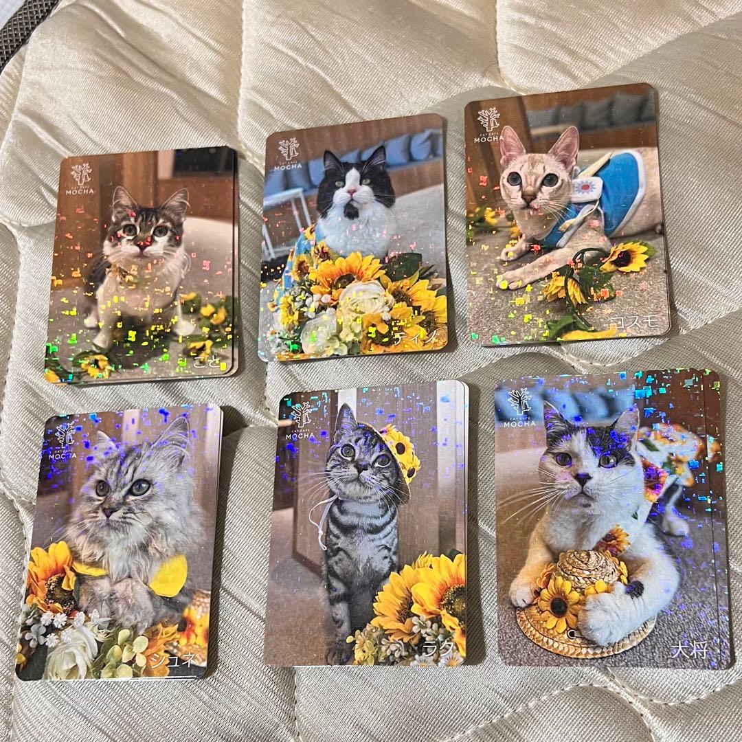 猫カフェmocha にゃんずトレカ　ひまわりと夏の思い出　吉祥寺店