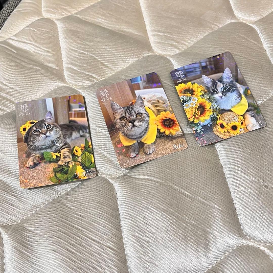 猫カフェmocha にゃんずトレカ　ひまわりと夏の思い出　吉祥寺店