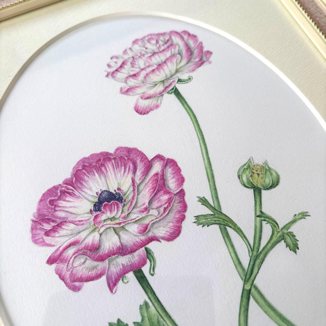 ラナンキュラス　水彩画　原画