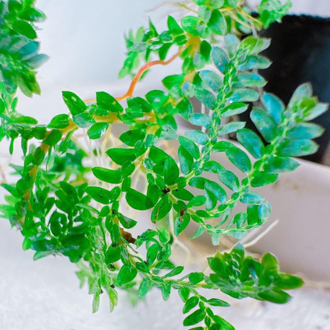 みーみー@まとめ割引はプロフ確認ください様 リクエスト 4点 まとめ