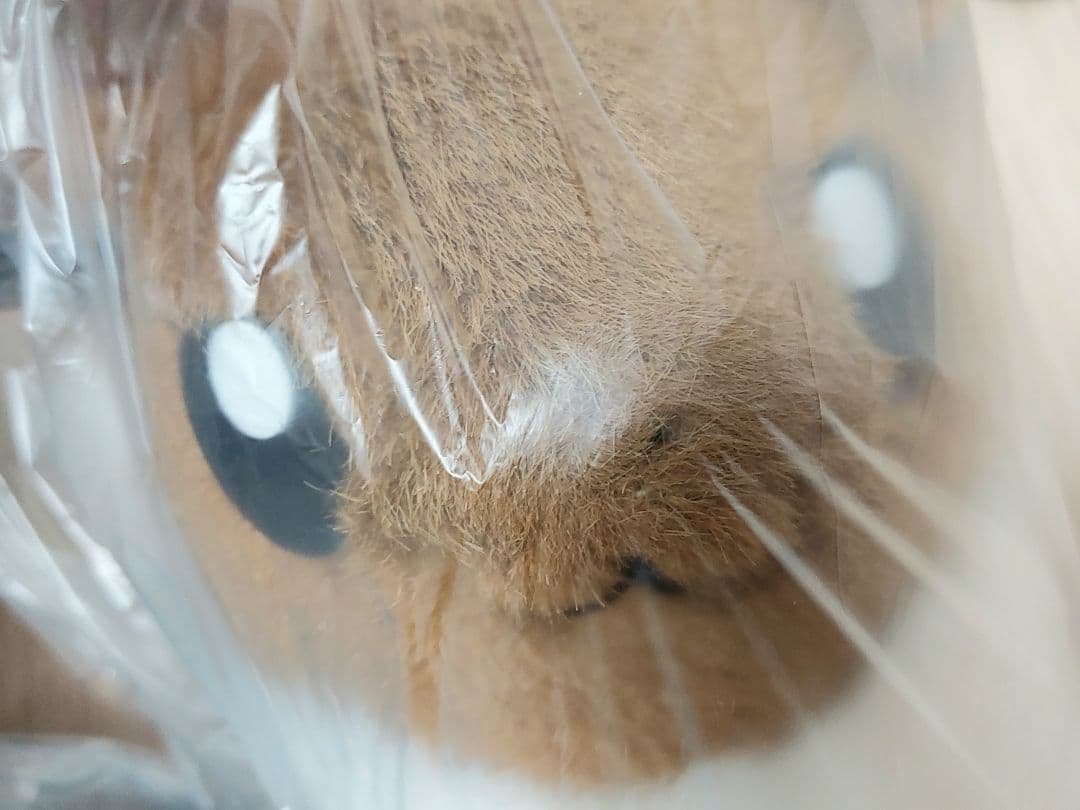 初期　ポケモン　ぬいぐるみ　TOMY ポケモン