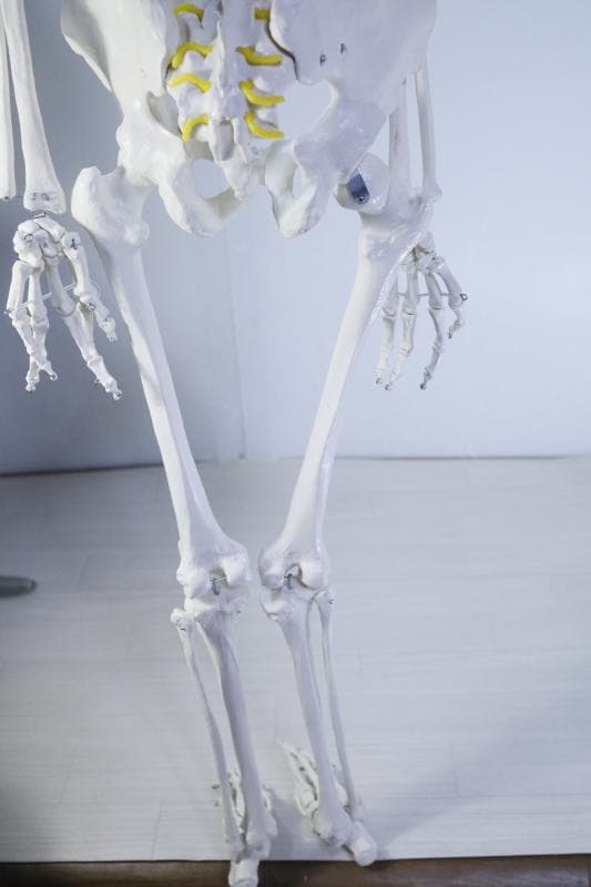 ◆骨格模型 人体模型 等身大　ヒューマンスカル 整体医学理科