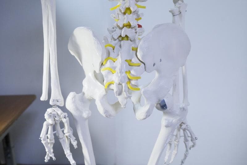 ◆骨格模型 人体模型 等身大　ヒューマンスカル 整体医学理科