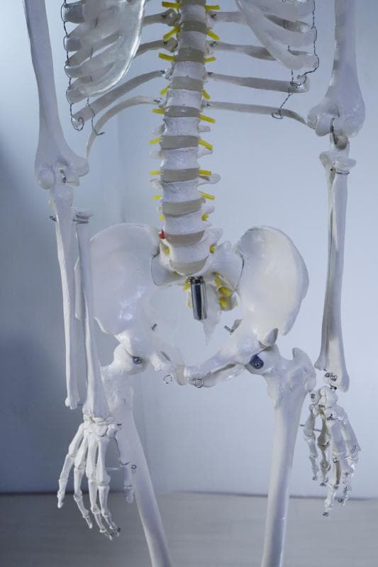 ◆骨格模型 人体模型 等身大　ヒューマンスカル 整体医学理科