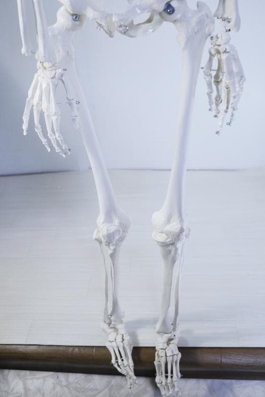 ◆骨格模型 人体模型 等身大　ヒューマンスカル 整体医学理科