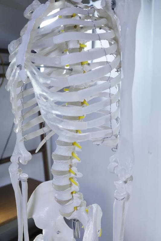 ◆骨格模型 人体模型 等身大　ヒューマンスカル 整体医学理科