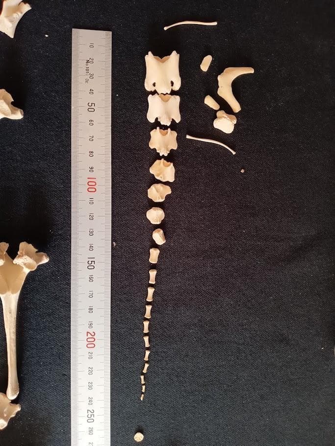 【お買い得】種名イノシシ　♂　２５Kg　頭骨～尾椎　骨格標本