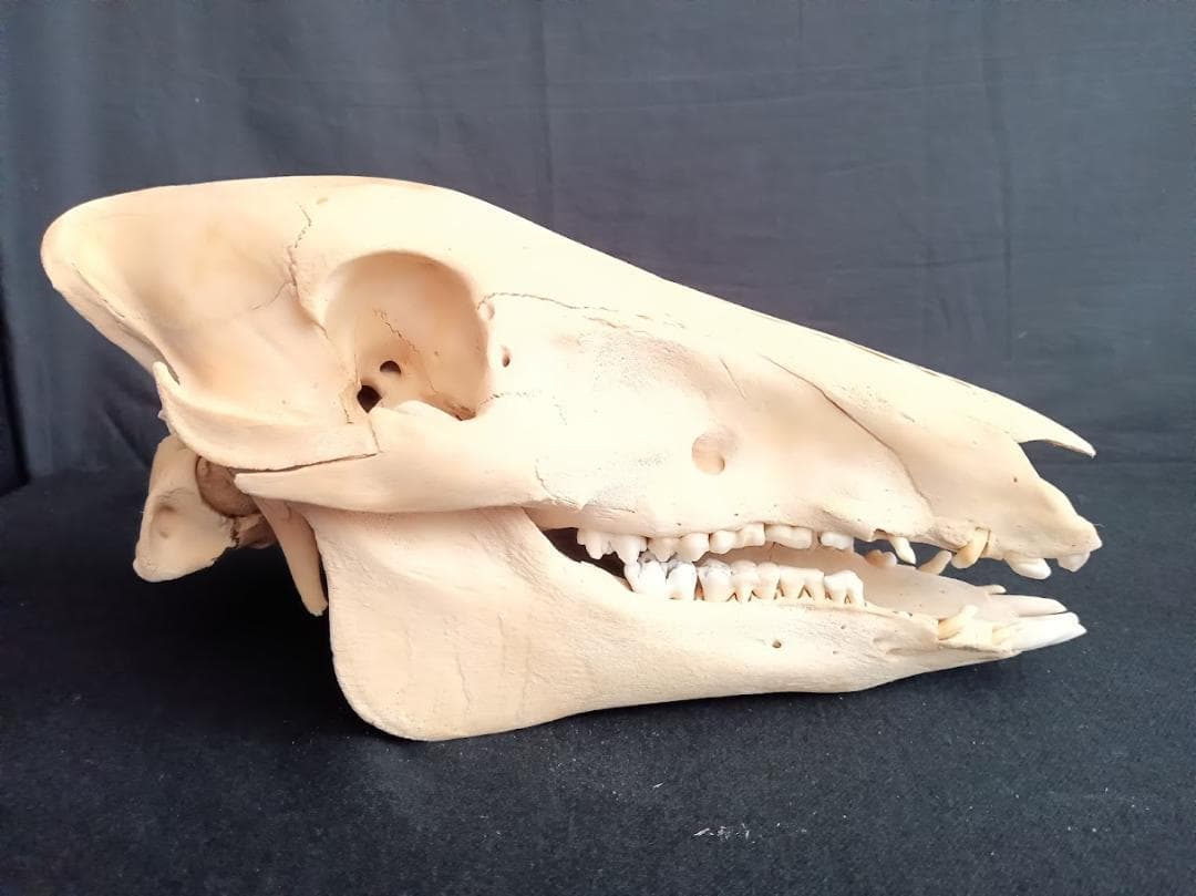 【お買い得】種名イノシシ　♂　２５Kg　頭骨～尾椎　骨格標本