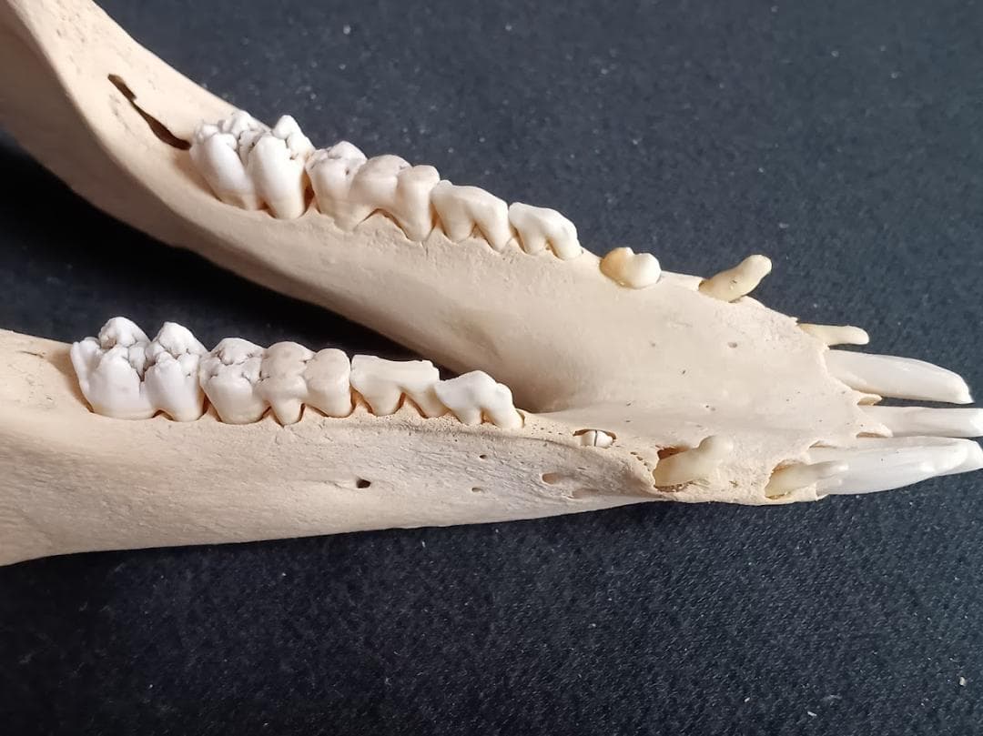 【お買い得】種名イノシシ　♂　２５Kg　頭骨～尾椎　骨格標本