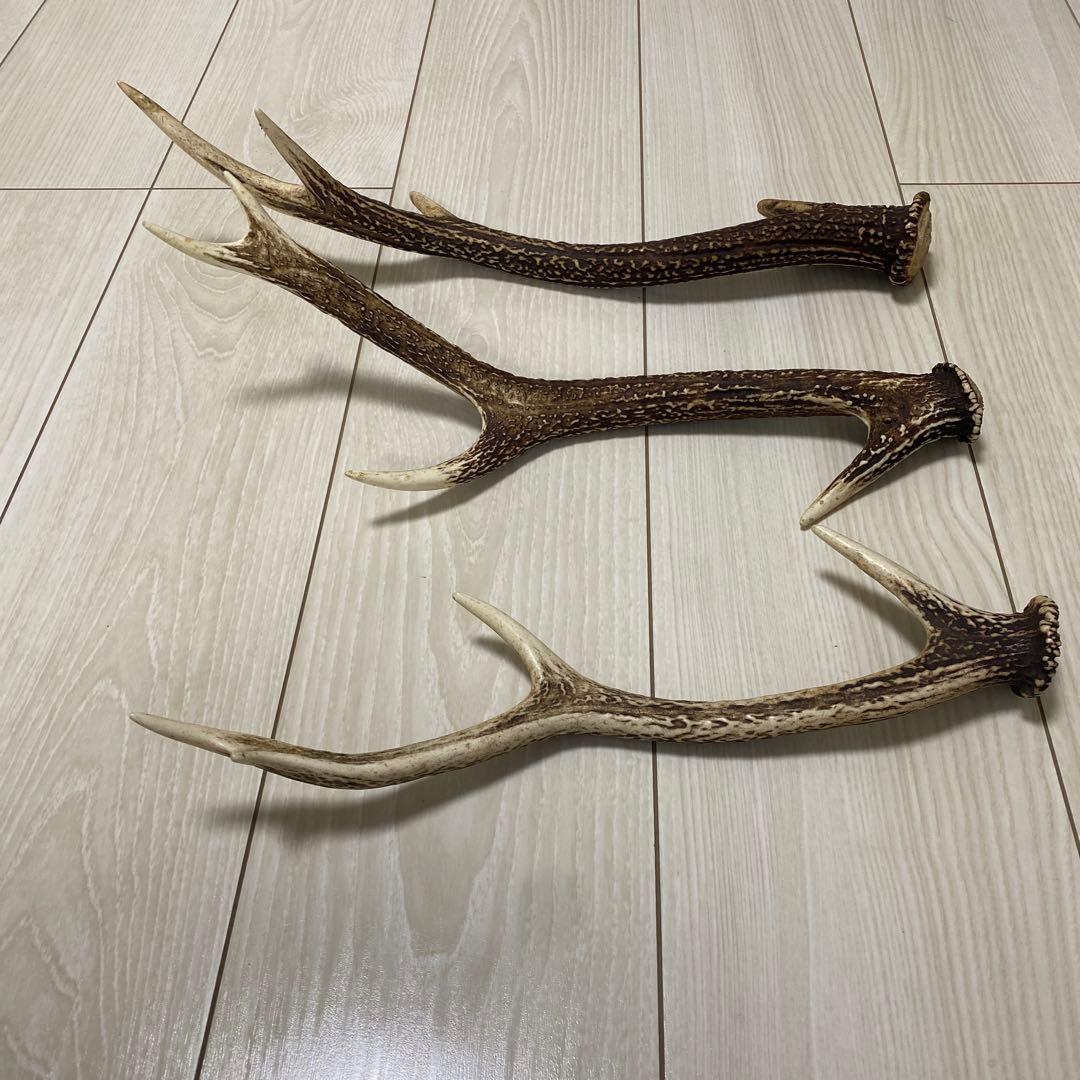 鹿の角 3本セット 日本鹿 出品禁止品に該当しません - メルカリ