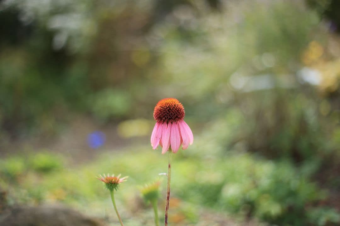 《希少》RICOH XR RIKENON 50mm F1.7 初期型【美品】