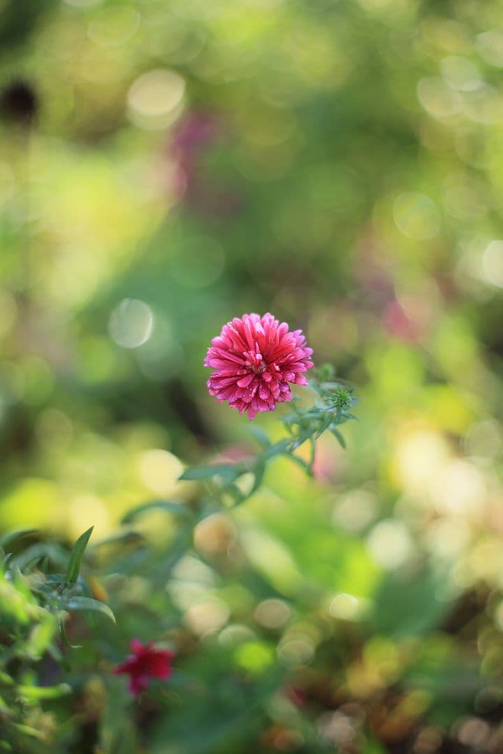 《希少》RICOH XR RIKENON 50mm F1.7 初期型【美品】