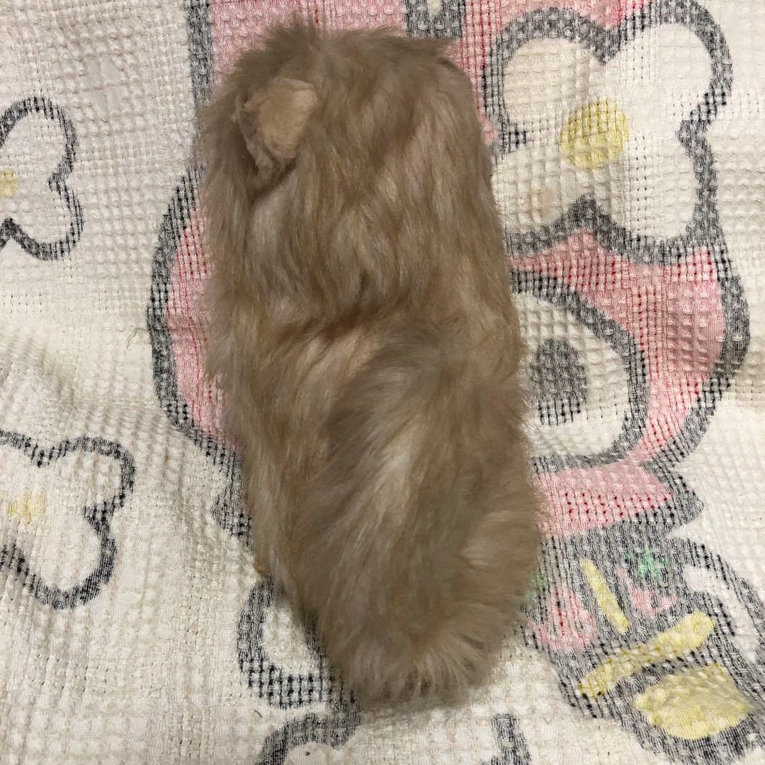 レトロ　ぬいぐるみの三英　ポメラニアン　犬　ぬいぐるみ　中古品