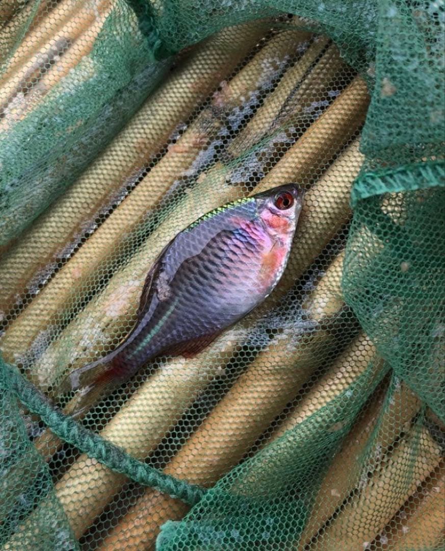 タナゴ竿 竹竿 和竿 85cm - メルカリ