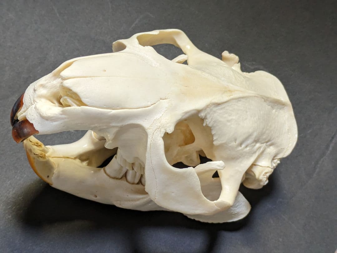 頭骨標本　アメリカビーバー