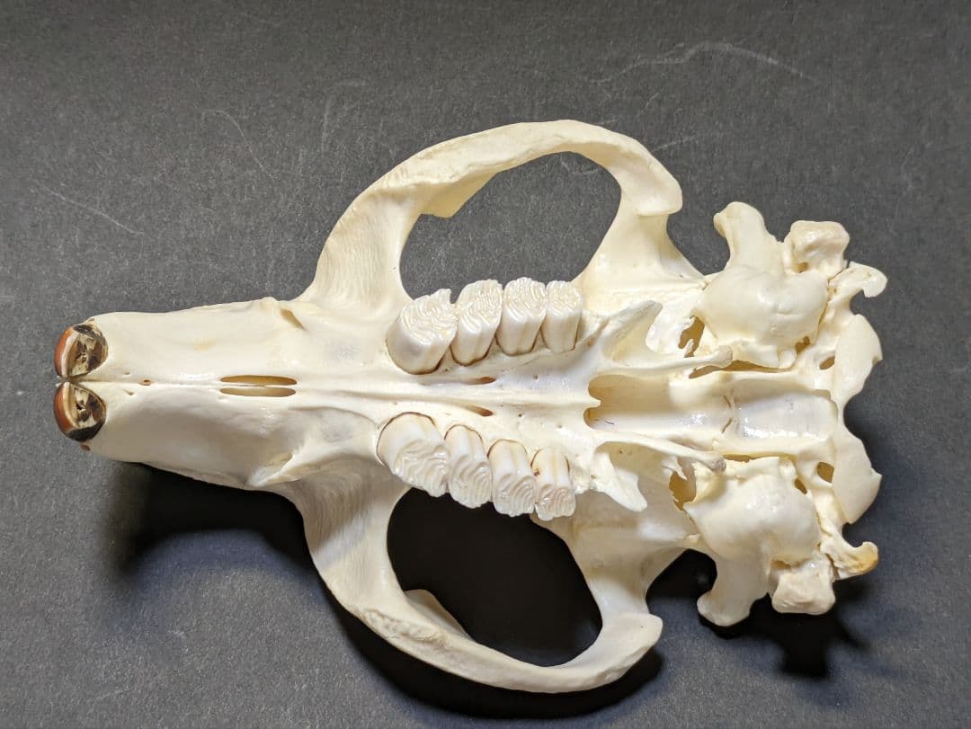 頭骨標本　アメリカビーバー