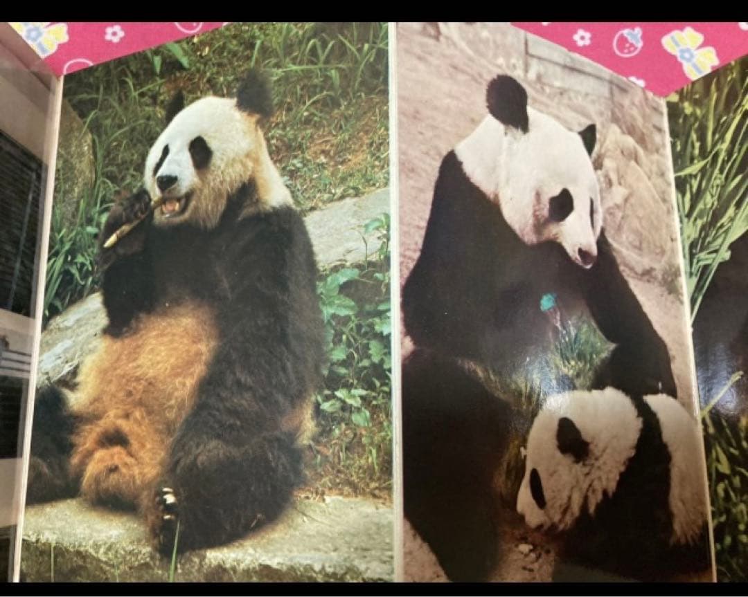 希少/未使用」パンダ ポストカード9枚綴り カンカン ランラン 上野