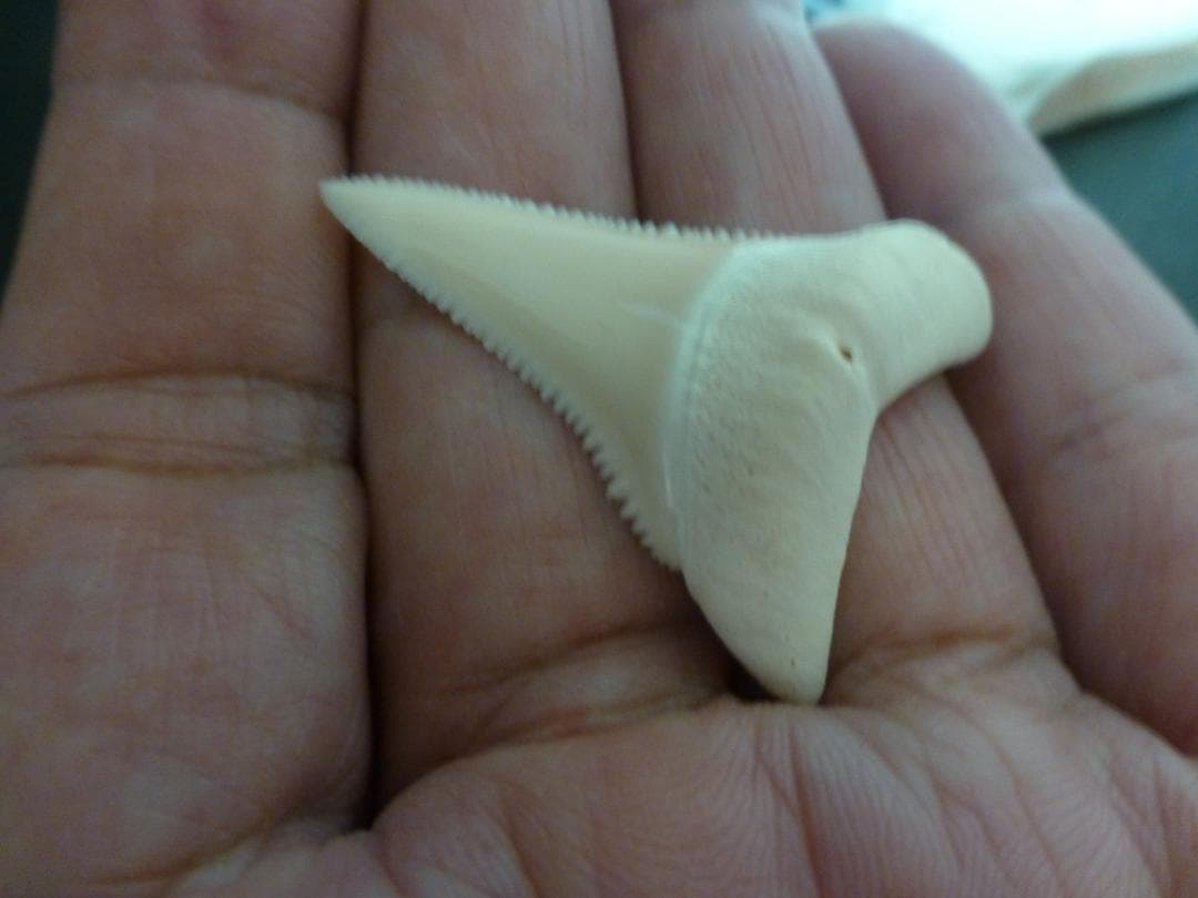 ホホジロザメ（Carcharodon carcharias）の歯 41.3mm
