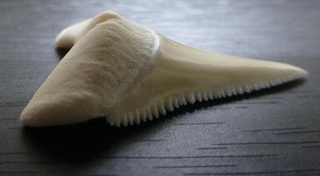 ホホジロザメ（Carcharodon carcharias）の歯 41.3mm