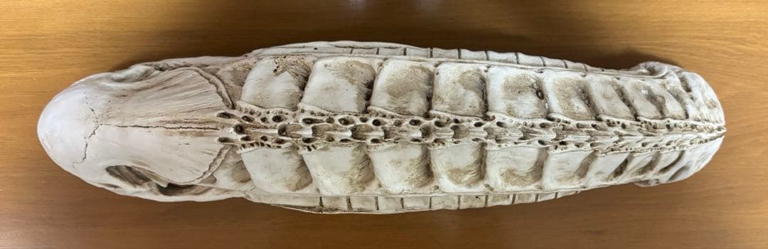 ✳︎超特大✳︎ エイリアン　頭蓋骨　模型　70 cm!!!