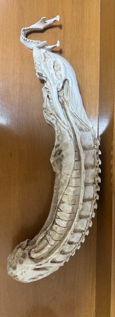 ✳︎超特大✳︎ エイリアン　頭蓋骨　模型　70 cm!!!