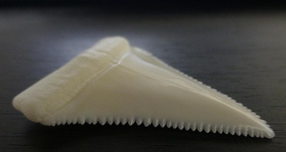 ホホジロザメ（Carcharodon carcharias）の歯 44.3ｍｍ