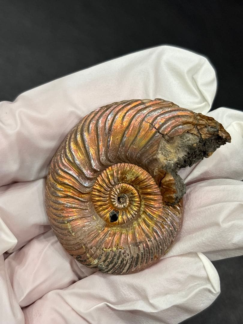 化石　クエンステッドセラス　アンモナイト