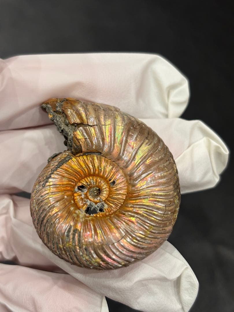 化石　クエンステッドセラス　アンモナイト